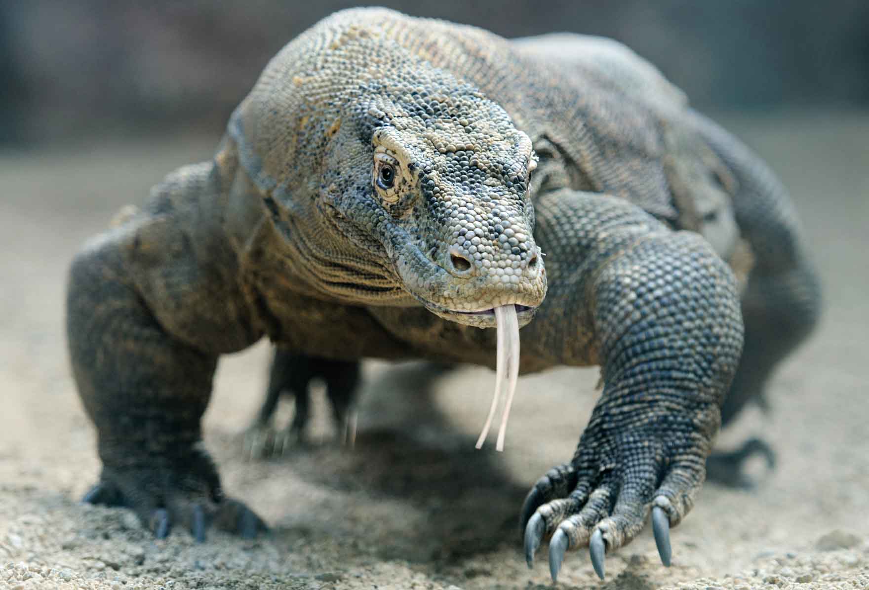 Komodo Dragon Blood Could Fight Antibiotic-Resistant Bacteria image