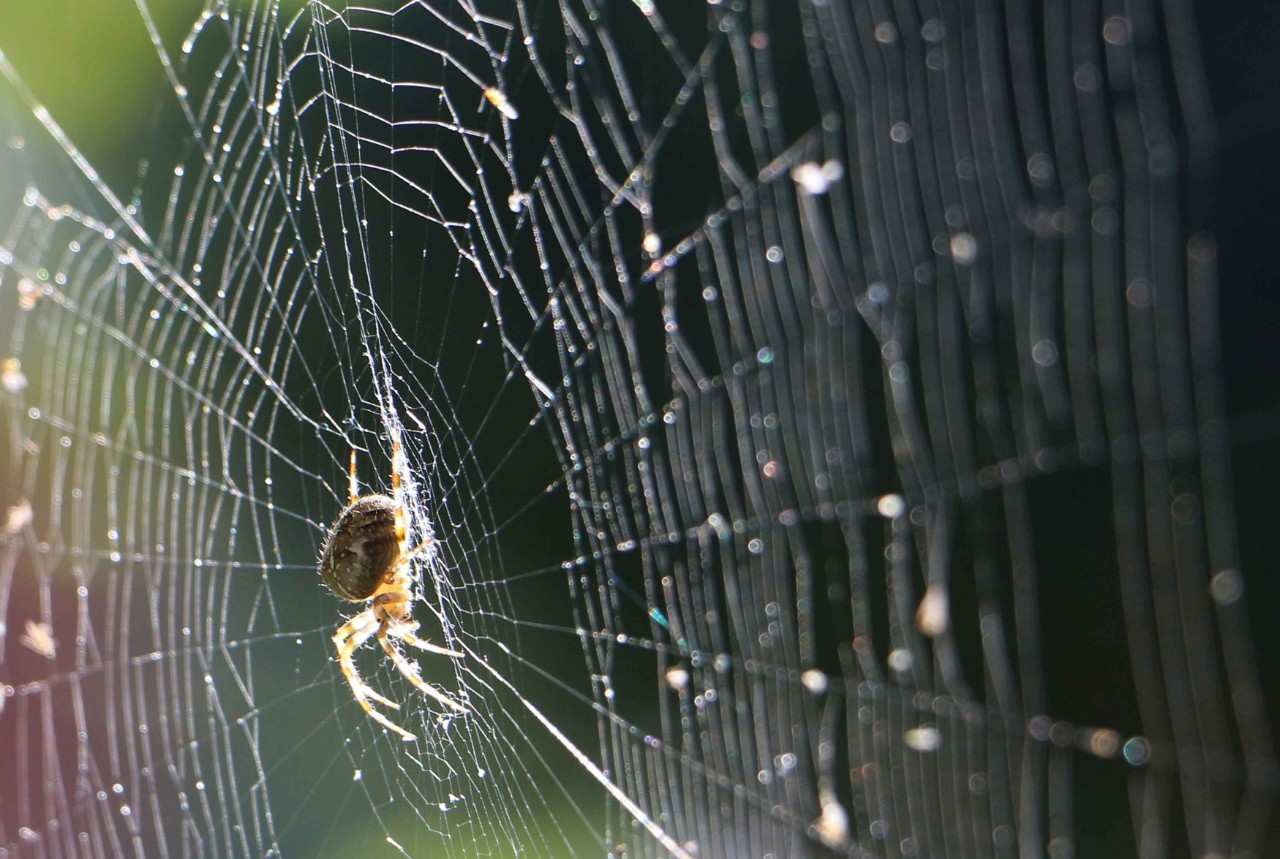 Mutant super-spiders weave webs stronger than bulletproof material - CNET