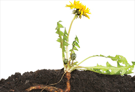 Dandelion Roots Could Transform the Rubber Industry image