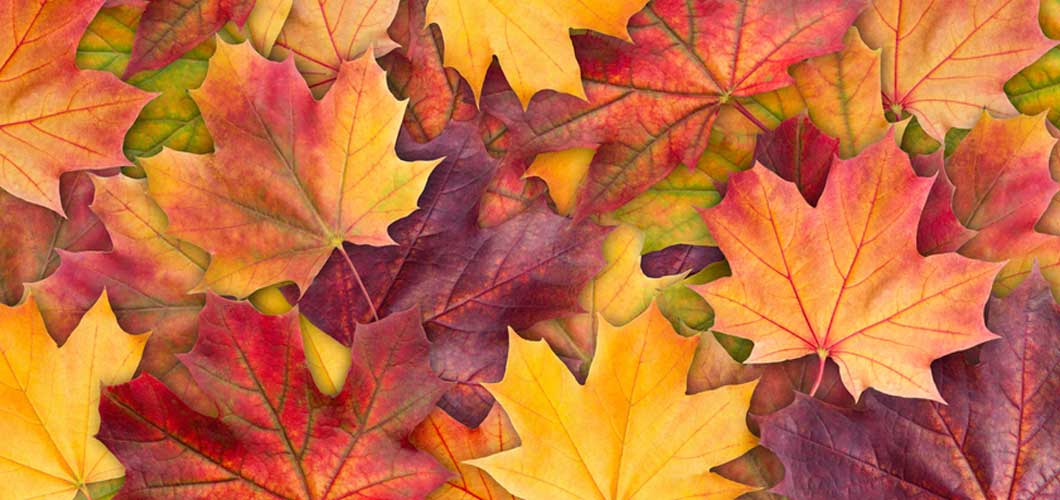 Why Do Leaves Change Color in the Fall? image