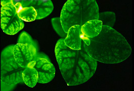 Glowing Plants Light Themselves Up image