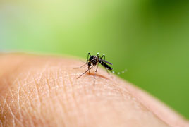 Modified Plant Oils Repel Mosquitoes image