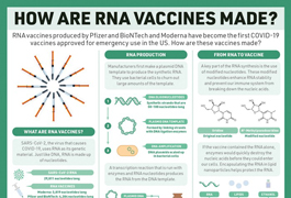 Periodic Graphics: How are RNA vaccines made? image