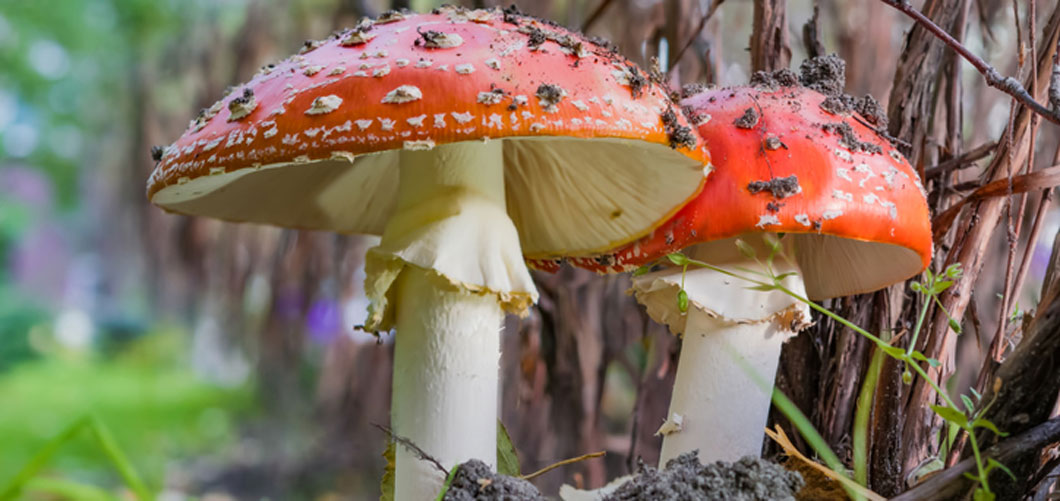 Poisonous Mushroom Compound Could Help Flow Batteries image