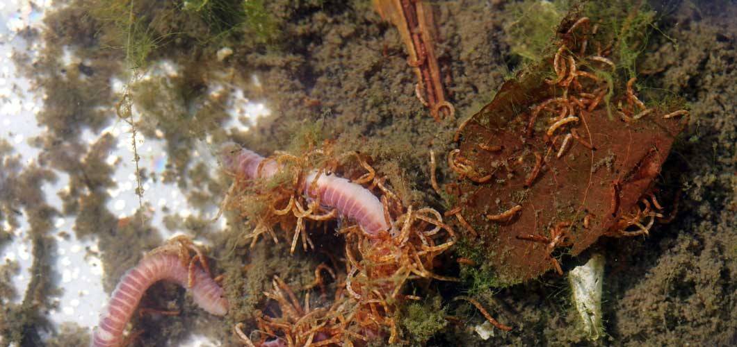Small red nematodes on earthworm. Small red worms in the water