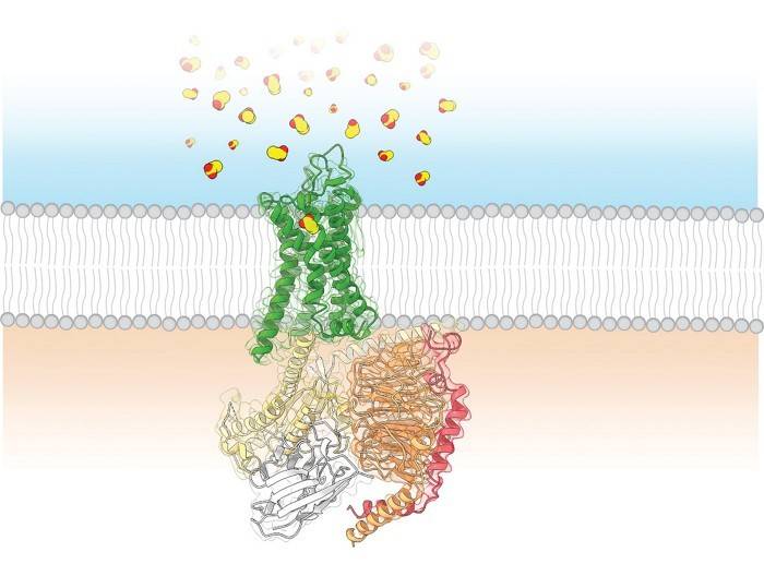 Rendering of the 3D structure of the human odorant receptor OR51E2 (green)