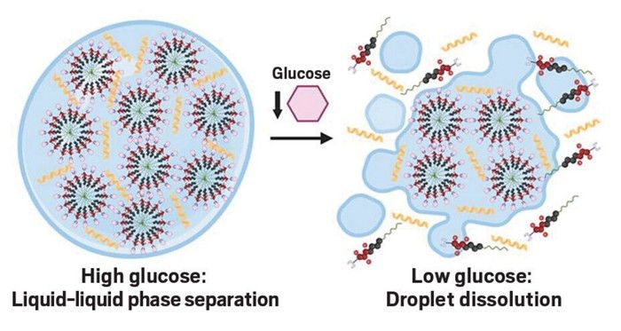 Left side of the image shows several wheel-shaped, red and gray molecules with linear, yellow features, all within a blue membrane. The middle of the diagram shows glucose concentration going down, and then the right side shows what happens when the assembly is in areas with low glucose, the assembly starts breaking down into smaller, less ordered pieces.