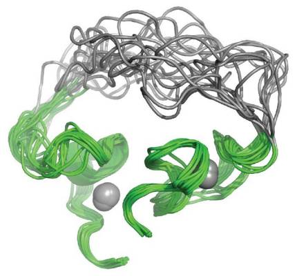 A 3D structure shows a loop-shaped protein with an unstructured region between two structured regions stabilized by the coordination of two zinc ions.