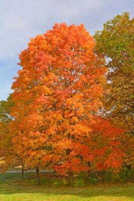 Sugar maple tree in fall 