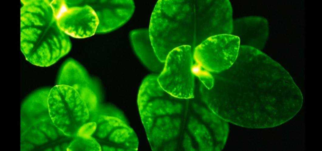 glowing plants light themselves up