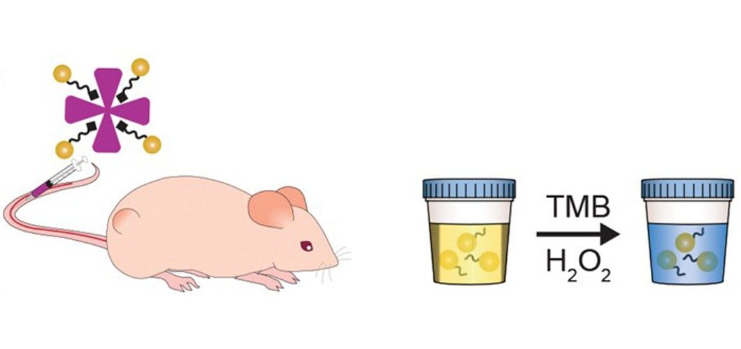 image of mouse and urine samples for cancer testing