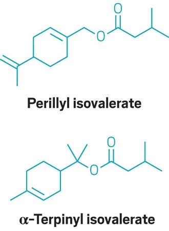 Perillyl isovalerate and Terpinyl isovalerate