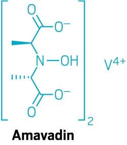 Amavadin, relatively large amounts of vanadium in a coordination complex found in mushrooms