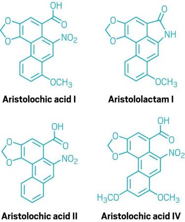 Aristolochic acid I is metabolized and reacts to make carcinogenic DNA adducts containing aristolactam I. Aristolochic acids II and IV are also common in Aristolochia clematitis, but their toxicity is less understood.