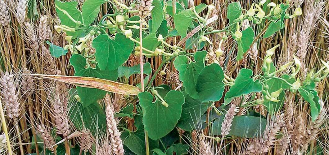 Aristolochia clematitis grows mingled with wheat in fields near villages in the Balkan Peninsula.
