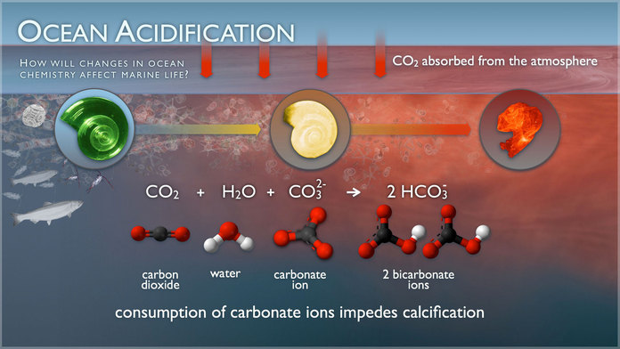 How changes in oceans acidification affect marine life